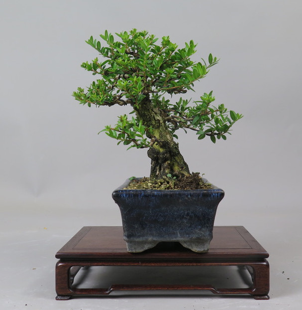 Bonsai de Mirto