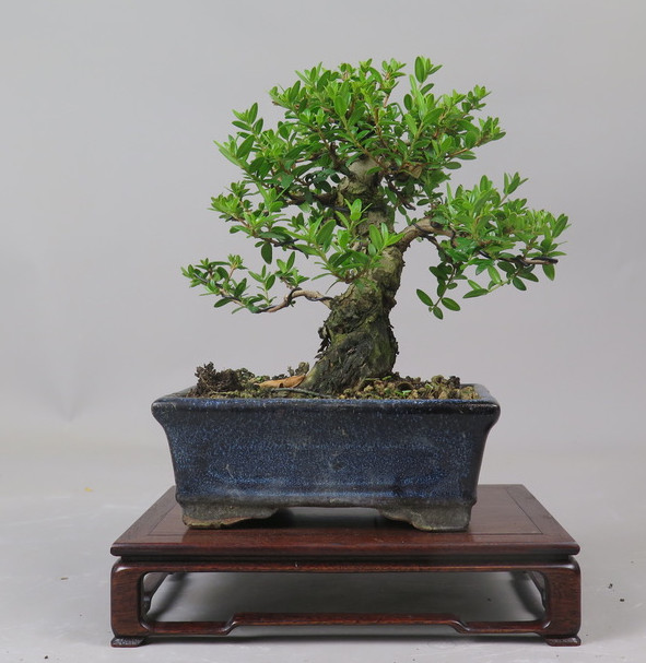 Bonsai de Mirto