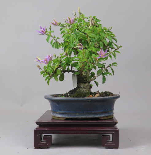 Bonsai de Grewia occidentalis