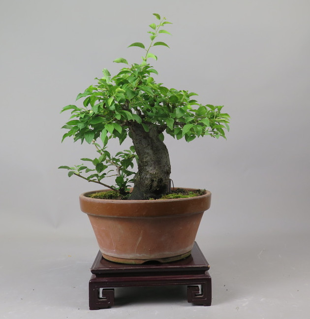 Bonsai de ciruelo