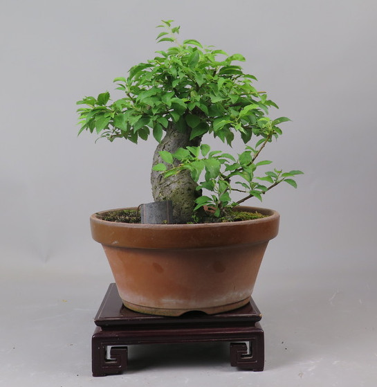 Bonsai de ciruelo