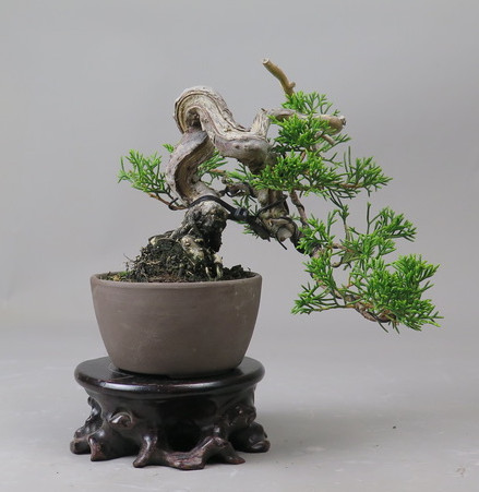 Bonsai de Juniperus chinensis