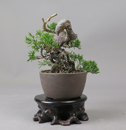 Bonsai de Juniperus chinensis