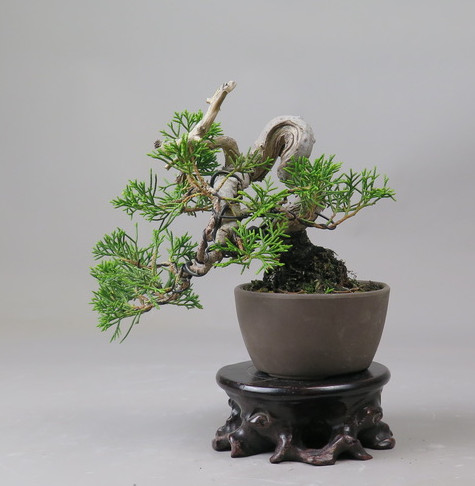 Bonsai de Juniperus chinensis