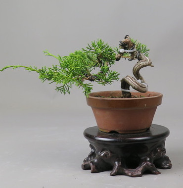 Bonsai de Juniperus chinensis