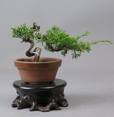 Bonsai de Juniperus chinensis