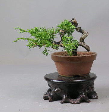 Bonsai de Juniperus chinensis