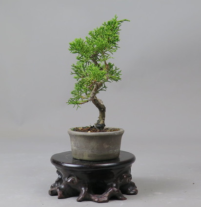 Bonsai de Juniperus chinensis