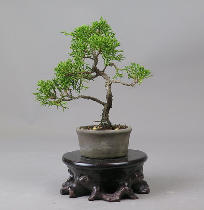 Bonsai de Juniperus chinensis