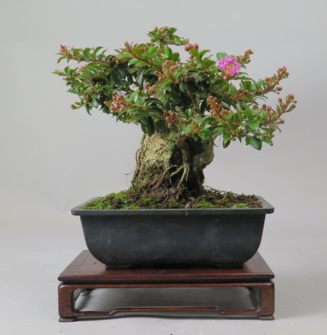 Bonsai de Lagerstroemia
