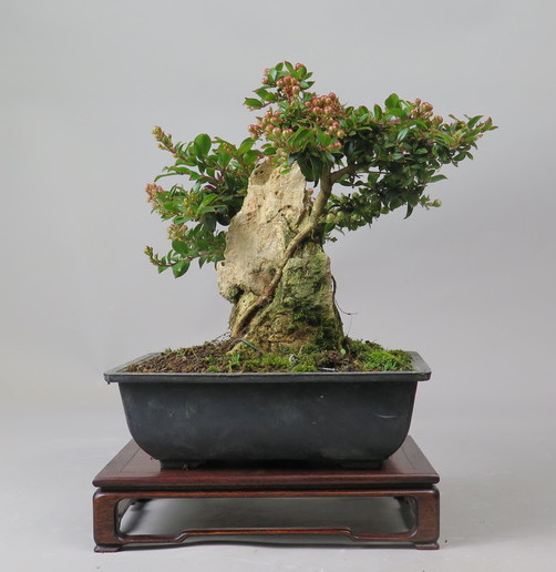 Bonsai de Lagerstroemia
