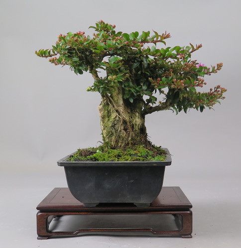 Bonsai de Lagerstroemia