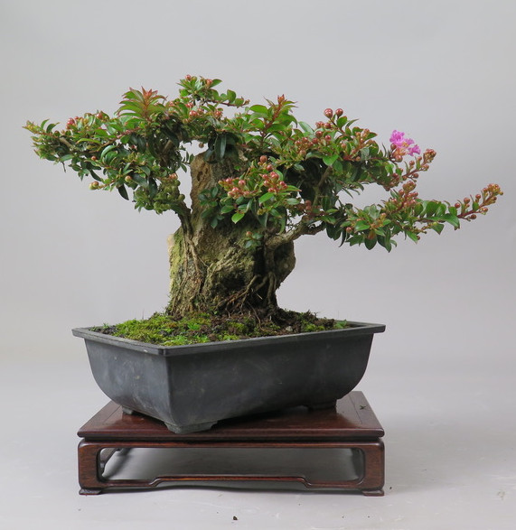 Bonsai de Lagerstroemia