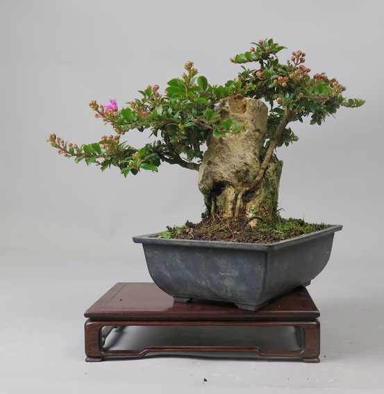 Bonsai de Lagerstroemia