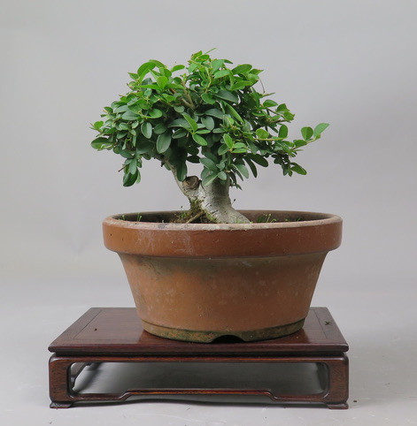 Bonsai de Ligustrum