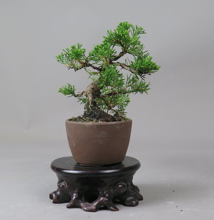 Bonsai de Juniperus chinensis