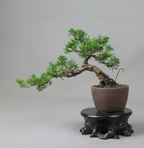 Bonsai de Juniperus chinensis