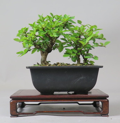 Bonsai de Celkova Nire