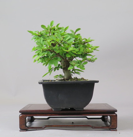 Bonsai de Celkova Nire