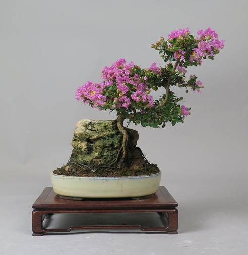 Bonsai de Lagerstroemia