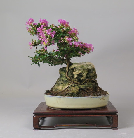 Bonsai de Lagerstroemia