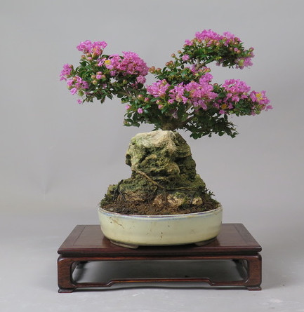 Bonsai de Lagerstroemia