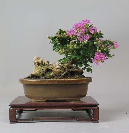 Bonsai de Lagerstroemia