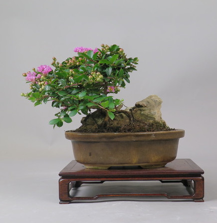 Bonsai de Lagerstroemia