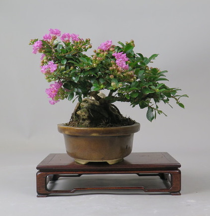 Bonsai de Lagerstroemia