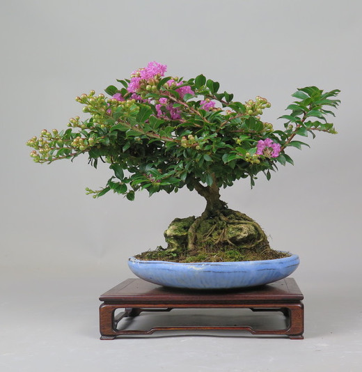 Bonsai de Lagerstroemia
