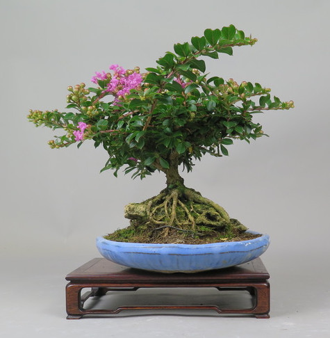 Bonsai de Lagerstroemia