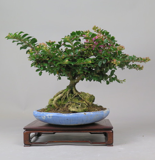 Bonsai de Lagerstroemia