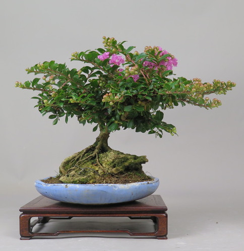 Bonsai de Lagerstroemia