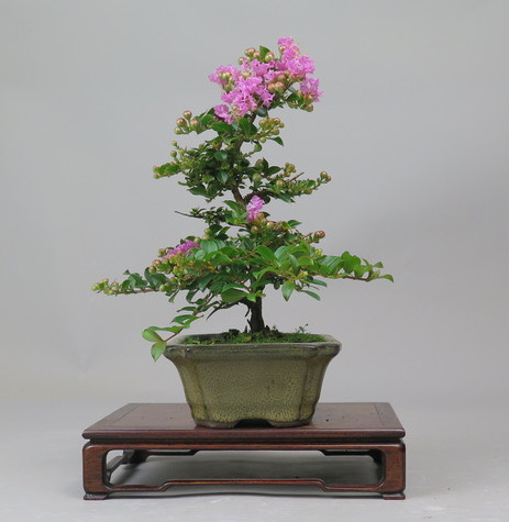 Bonsai de Lagerstroemia