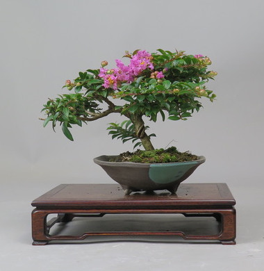 Bonsai de Lagerstroemia
