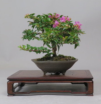Bonsai de Lagerstroemia