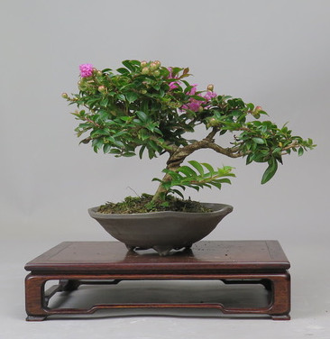 Bonsai de Lagerstroemia
