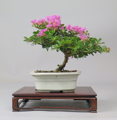 Bonsai de Lagerstroemia