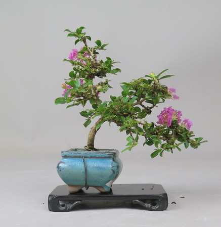Bonsai de Lagerstroemia