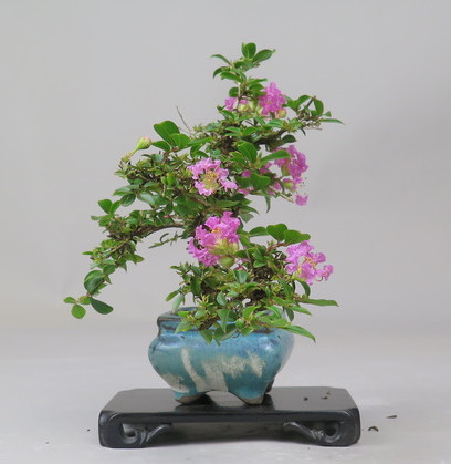 Bonsai de Lagerstroemia