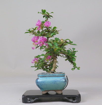 Bonsai de Lagerstroemia