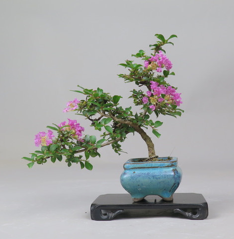 Bonsai de Lagerstroemia