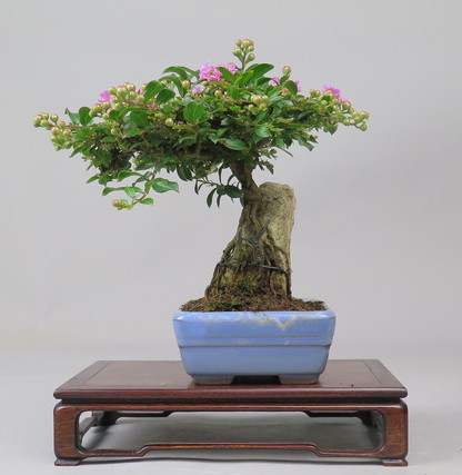 Bonsai de Lagerstroemia