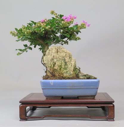 Bonsai de Lagerstroemia