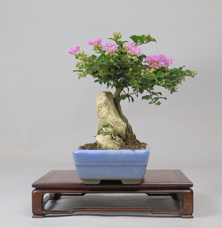 Bonsai de Lagerstroemia