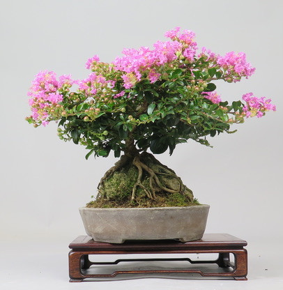 Bonsai de Lagerstroemia