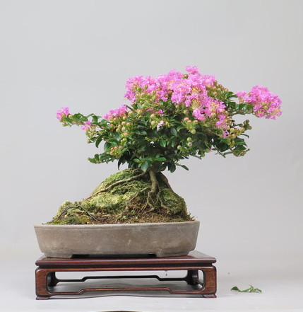 Bonsai de Lagerstroemia