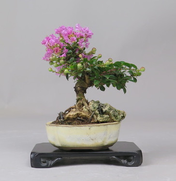 Bonsai de Lagerstroemia