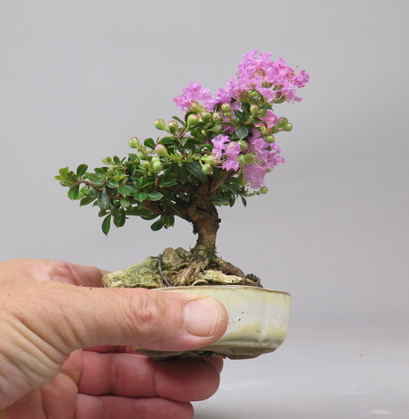 Bonsai de Lagerstroemia
