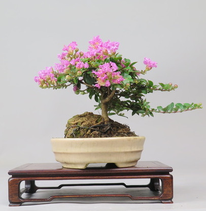 Bonsai de Lagerstroemia